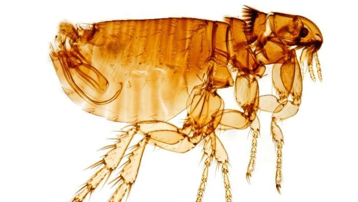 Close up image of a male cat flea