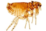 Close up image of a male cat flea