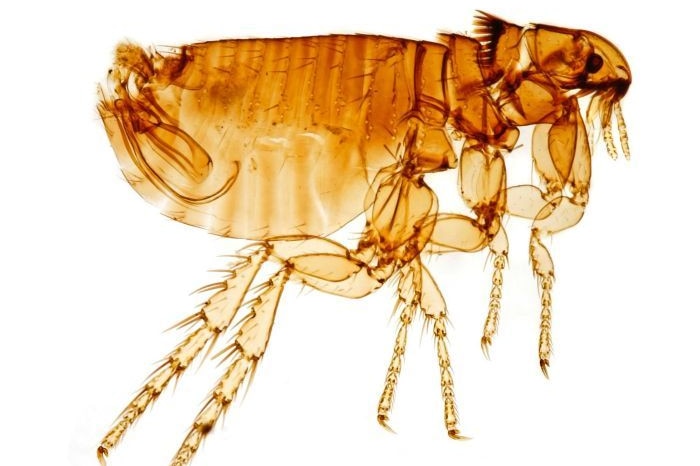 Close up image of a male cat flea