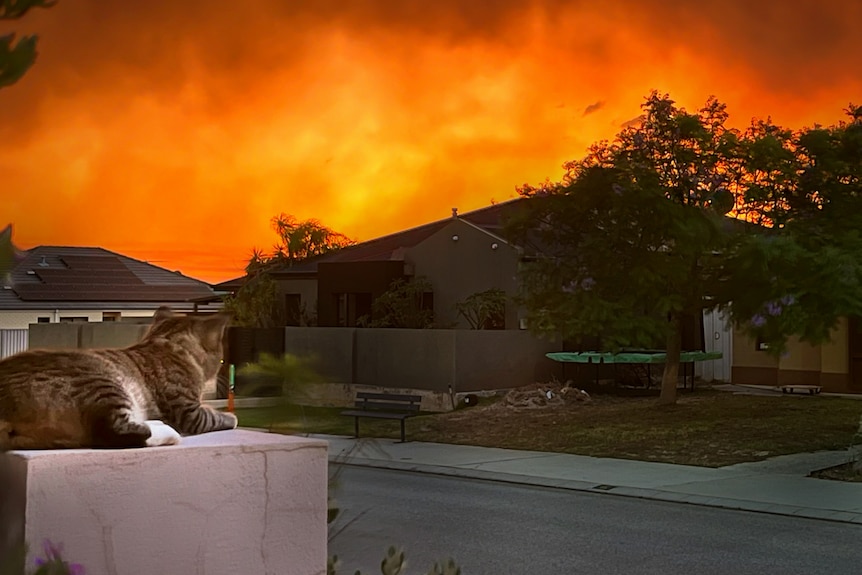 A cat sits on a letterbox watching a fire unfold