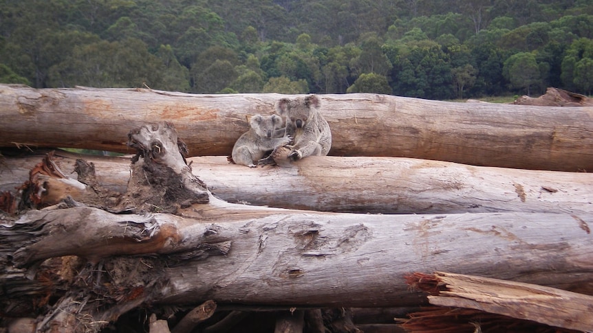 A koala mother and joey on a log pile in Queensland