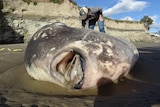 A large fish lays on the beach