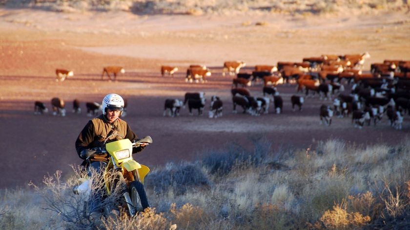 A stockman musters cattle on motorbike in the Simpson Desert