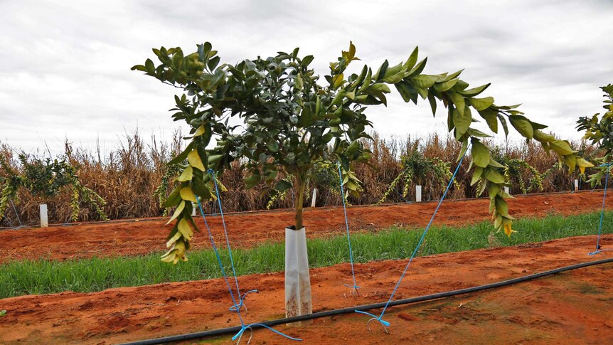 A mandarin tree is tied to the ground on a cloudy day.