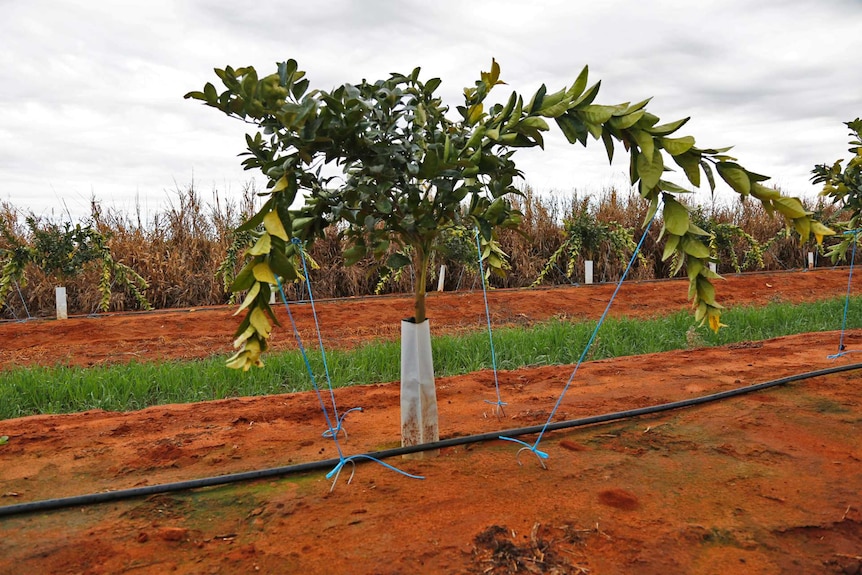 A mandarin tree is tied to the ground on a cloudy day.