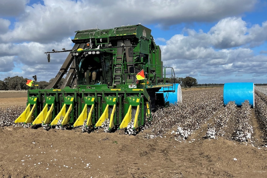 A green and yellow cotton picker in a paddock of cotton