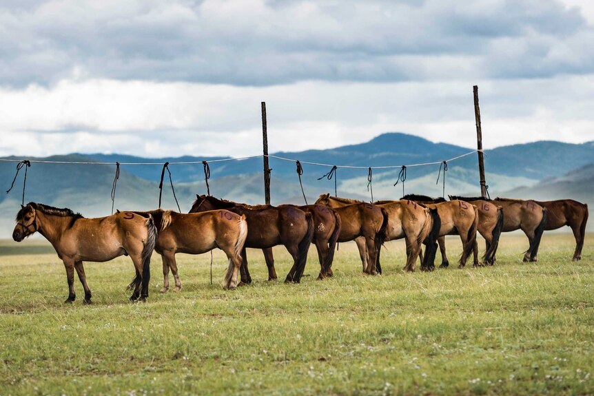 Horses lined up for the Mongol Derby.