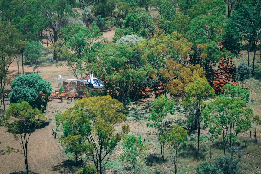 Aerial mustering.