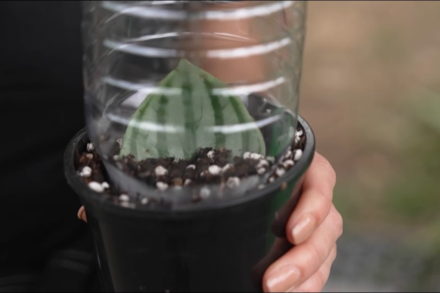 A watermelon peperomia plant cutting in a pot