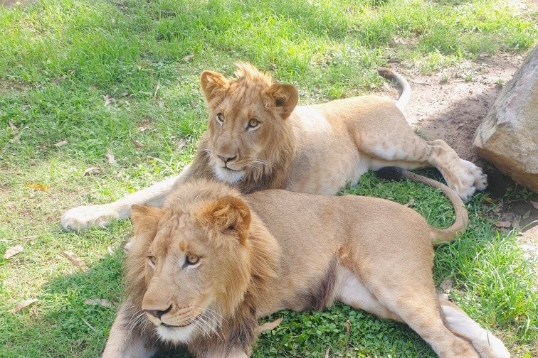 Two lions in their enclosure at Shoalhaven Zoo.