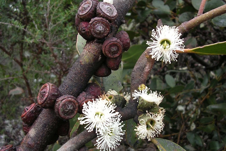 Close up of fruits and flowers of the Mount Abrupt stringybark