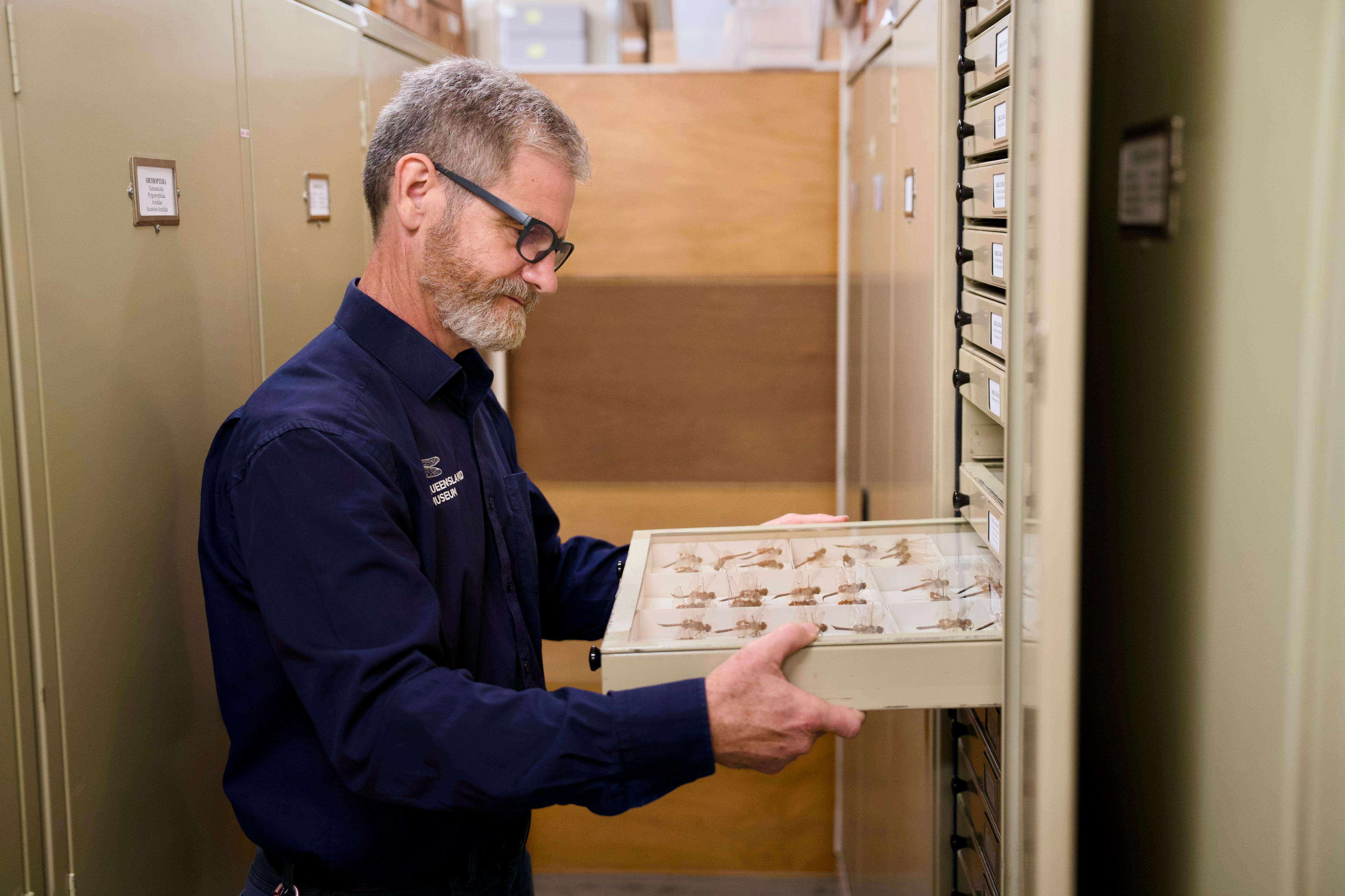 Um homem barbudo e de óculos examina uma gaveta do armário cheia de espécimes de insetos.