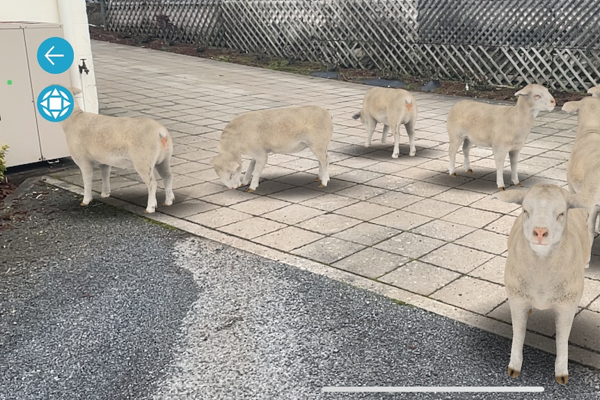 A screenshot of an app showing a flock of virtual reality sheep on a real driveway. There's arrows in the app on the screen 