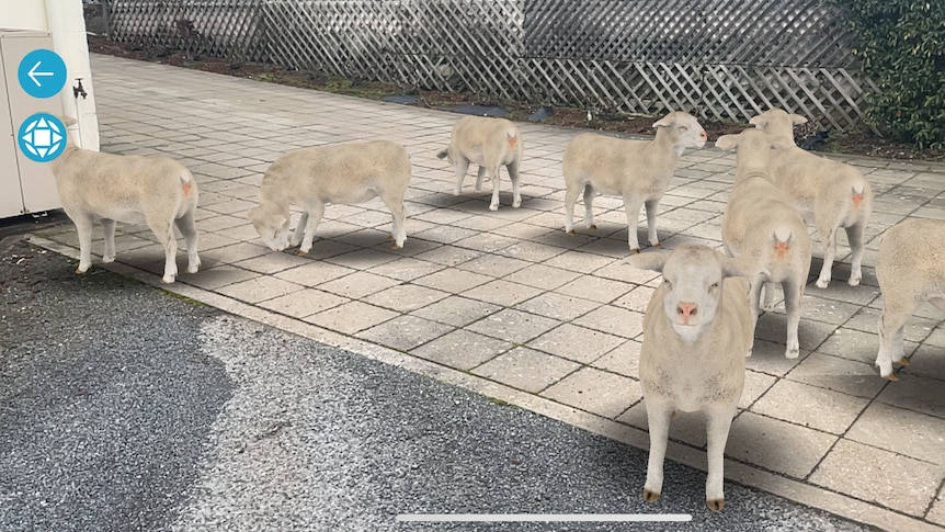 A screenshot of an app showing a flock of virtual reality sheep on a real driveway. There's arrows in the app on the screen 