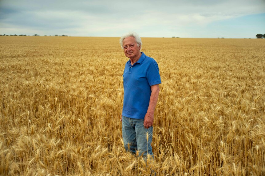 Raimond Gaita, aged 78 stands in a wheat field and looks into the camera, wearing a blue collared t-shirt and jeans.