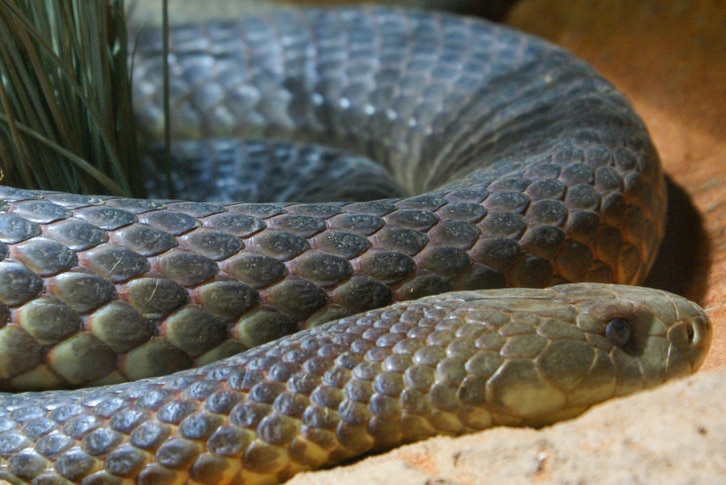 A close up of a coiled dugite snake.