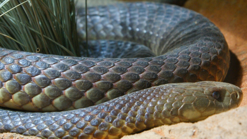 A close up of a coiled dugite snake.
