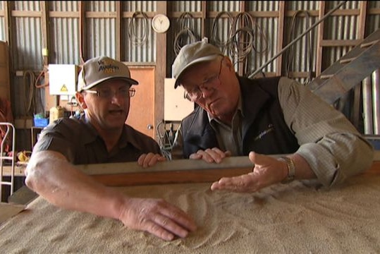 Bob Reid and Robert Dent from Tas Global Seeds examine the gluten-free grain teff after it has been processed.