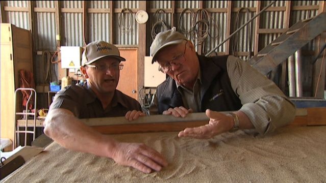 Bob Reid and Robert Dent from Tas Global Seeds examine the gluten-free grain teff after it has been processed.