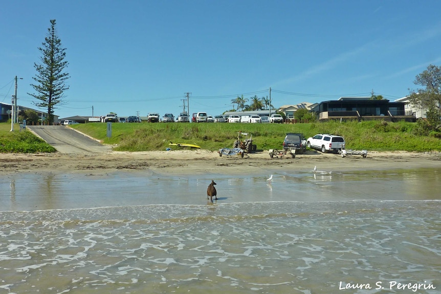 A wallaby rescued after he was lost at sea recovering on the shore near Arrawarra Headland.