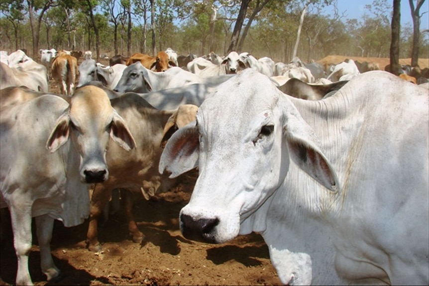 Brahman cattle in a yard.