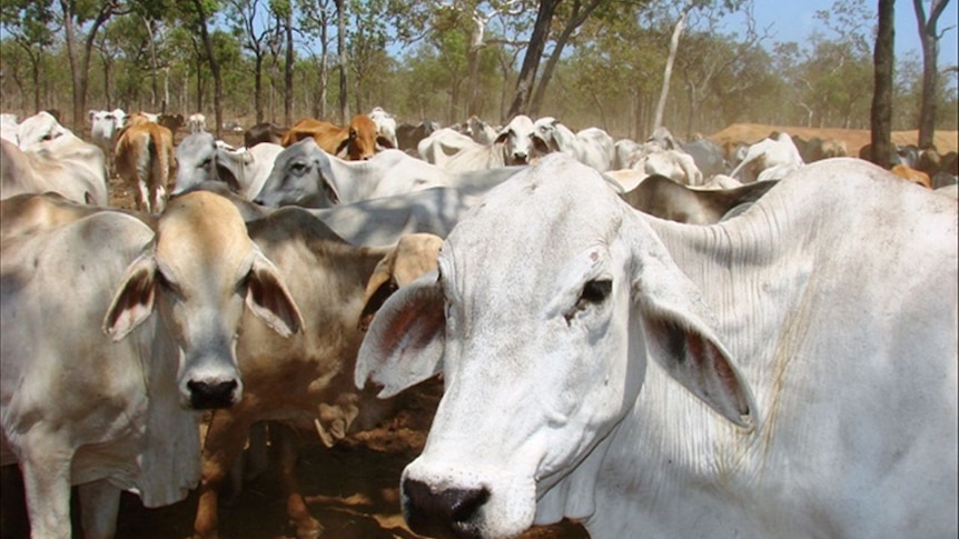 Photo of a cow.