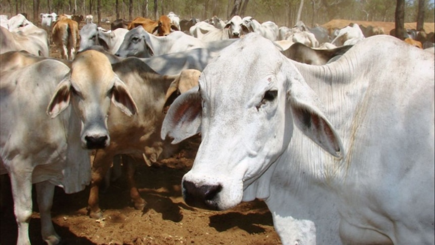 Brahman cattle in a pen.