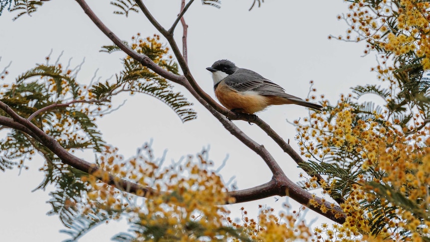 A small red, white and black bird called a Rufous whistler, perched on the branch of a wattle surrounded by yellow flowers