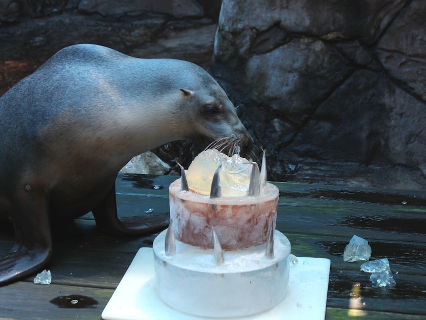 Sea lion sees birthday cake made of ice and fish