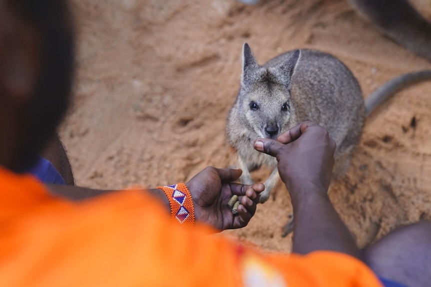 Man feeds a wallaby at Perth Zoo