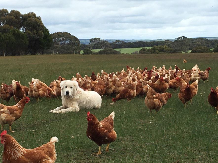 Pastured egg producers angry over coming changes to 'free range