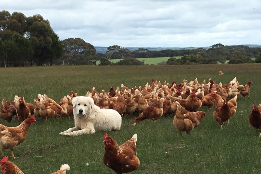 The dogs that are chook protectors in pastured farms