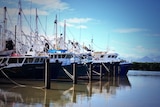 The trawler base at Cairns, affectionately dubbed the 'pig pens'