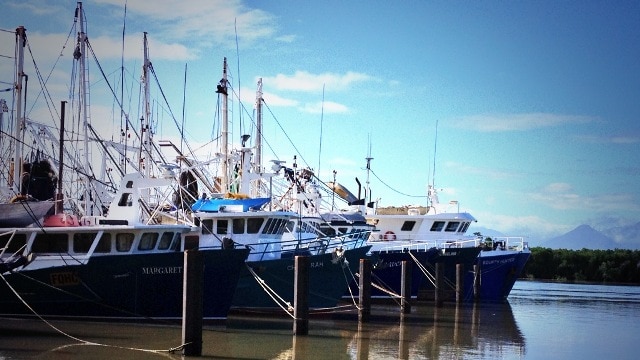 The trawler base at Cairns, affectionately dubbed the 'pig pens'
