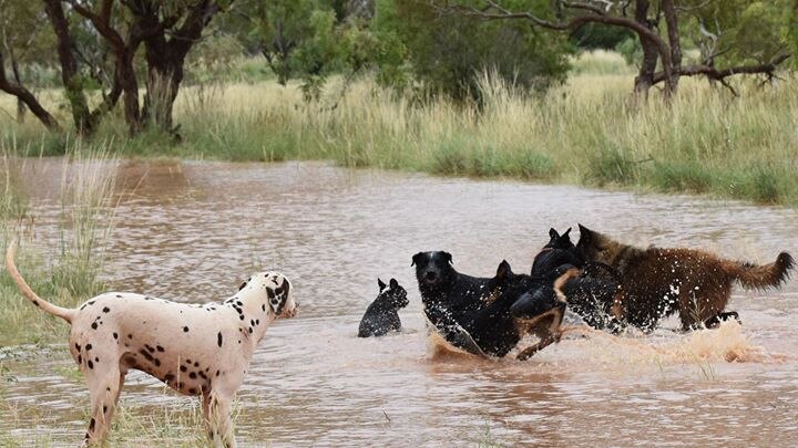 dogs in muddy river playing