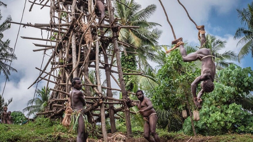 A Vanuatu man jumps headfirst from a structure made of sticks with two vines tied to his ankles.