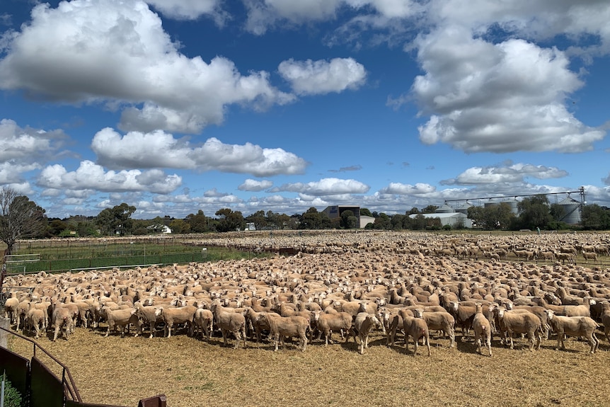 A wide shot of thousands of sheep penned in a saleyard