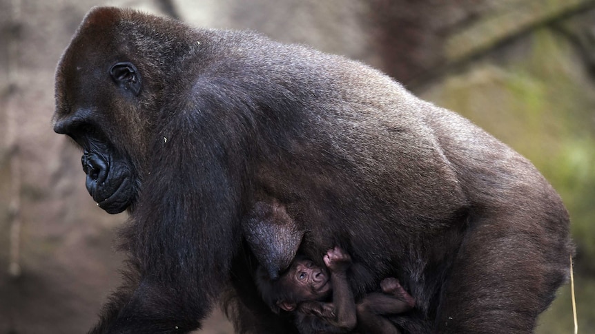 Gorilla carries new baby at Taronga Zoo