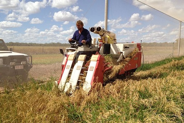 Dryland rice trial reaches harvest phase