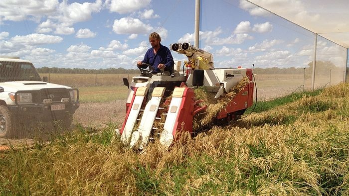 Dryland rice trial reaches harvest phase
