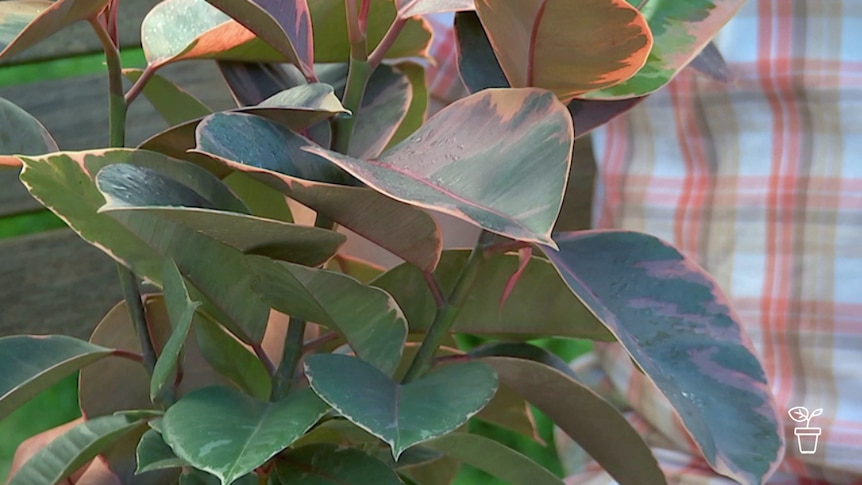 Plant leaves with variegated colour