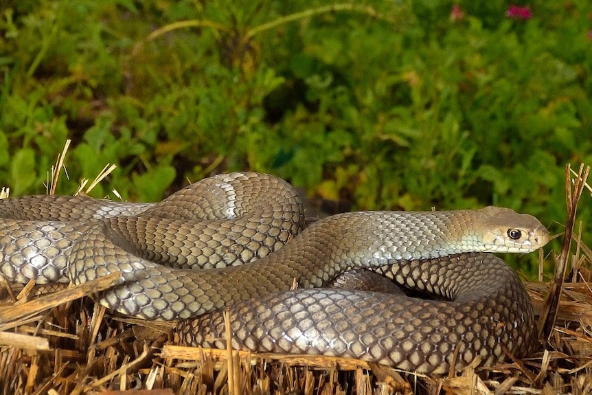 Eastern brown snake in a field with a cow in the background