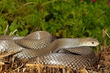 A close-up of an Eastern brown snake on dry straw. Bush in background.