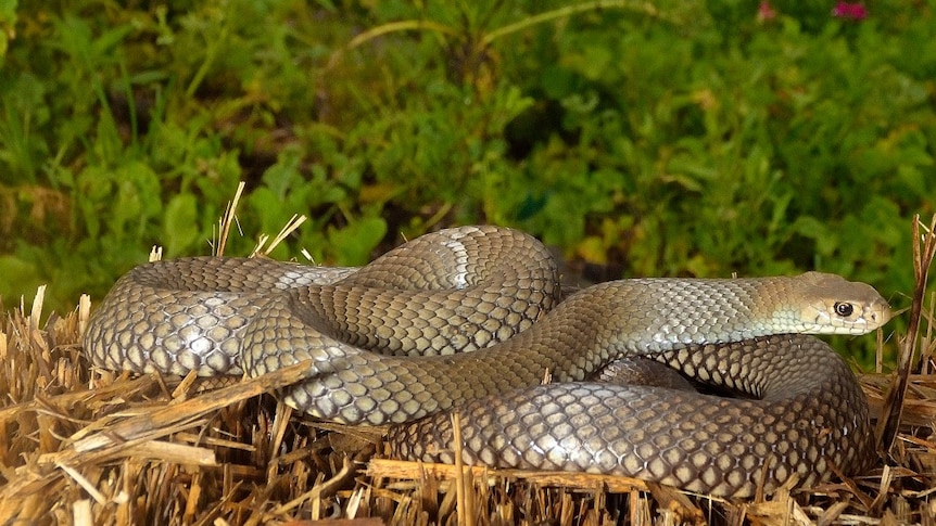 Eastern brown snake in a field with a cow in the background