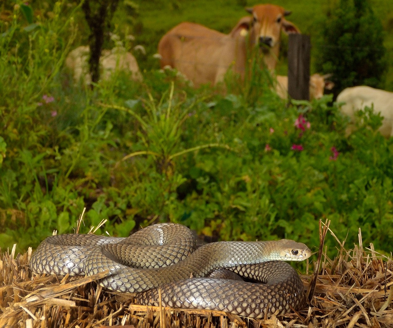 Eastern brown snake in a field with a cow in the background