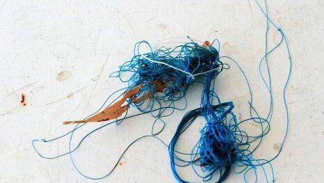 The fishing line that was caught around the crocodile's mouth. July 4, 2014.