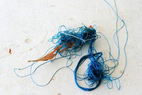 The fishing line that was caught around the crocodile's mouth.