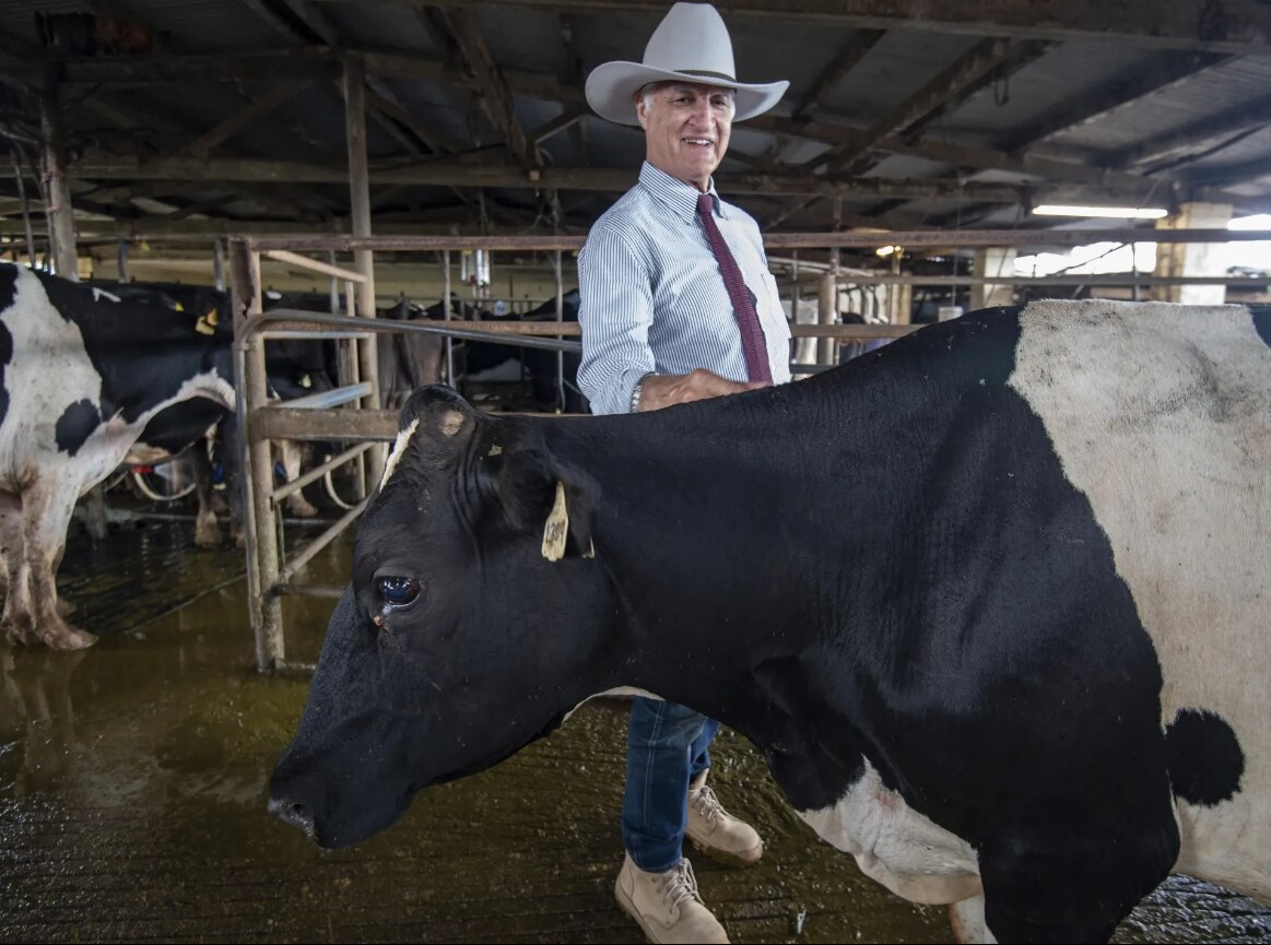 An older man wearing a large white cowboy-style hat stands on the other side of a black and white cow.