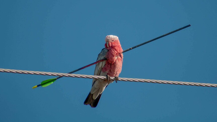 Galah pierced by an arrow in New South Wales