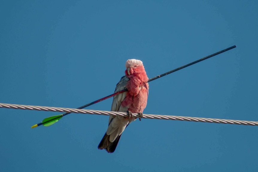 Galah pierced by an arrow in New South Wales